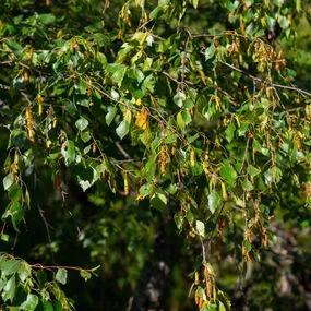 Birch Silver (Betula pendula) hedging 2